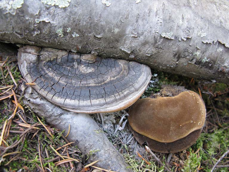 Phellinus igniarius